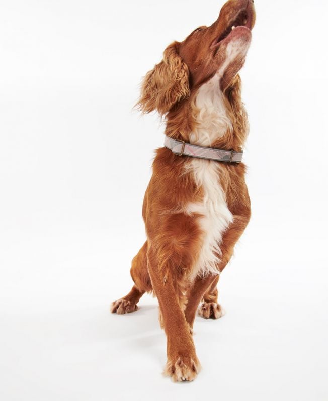Reflective Tartan Dog Collar Taupe/Pink Tartan